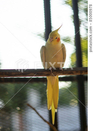 Cockatiel Portrait, Cute Curious Young Cinnamon Cockatiel Close up Cockatiel Portrait, Cute Curious Young Cinnamon Cockatiel Close up 85000978