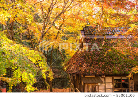 《奈良縣》秋天的奈良公園 85001106