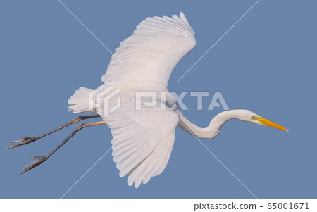 Flying Ardea alba, common egret, large egret, great white egret, great white heron 85001671