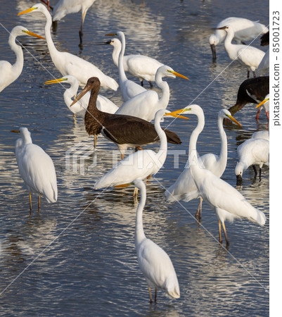 white great egrets on the lake beach white great egrets on the lake beach 85001723