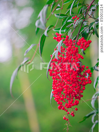 Seki Zenkoji Temple (Sekiji Temple) Seki City, Gifu Prefecture Seki Zenkoji Temple (Sekiji Temple) Seki City, Gifu Prefecture 85001814
