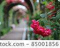 rose rose 85001856
