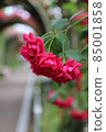 The road and the bowed rose 85001858