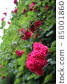 rose bush 85001860