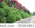 road and side roses 85001861