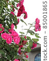 rose bush 85001865