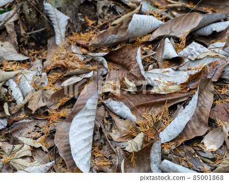 關善光寺（Sekiji Temple） 岐阜縣關市 85001868