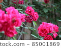 rose 85001869