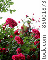 a rose that wants to see the sky 85001873