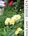yellow flower 85001874