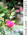 a flower 85001875