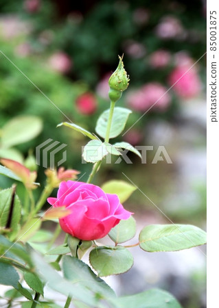 一朵花 一朵花 85001875