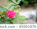 a flower on the roadside 85001876