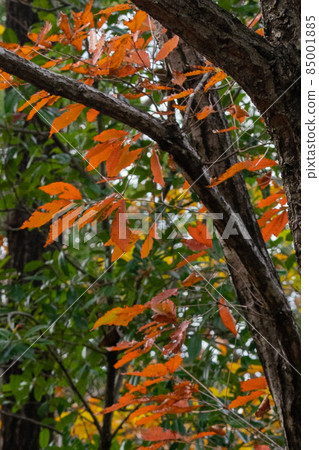 關善光寺(Sekiji Temple) 岐阜縣關市 關善光寺(Sekiji Temple) 岐阜縣關市 85001885
