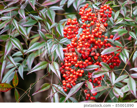 關善光寺（Sekiji Temple） 岐阜縣關市 85001890
