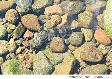 Delicious fish and sculpin that live in mountainous areas 85002027