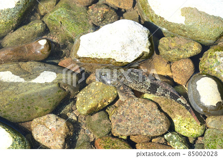 Kajika，生活在山區的美味魚 85002028