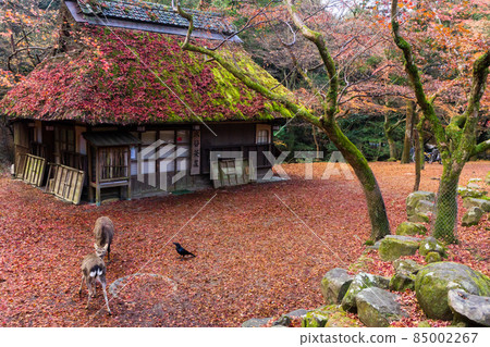 Mizuya Chaya in full bloom of autumn leaves in Nara Park Mizuya Chaya in full bloom of autumn leaves in Nara Park 85002267