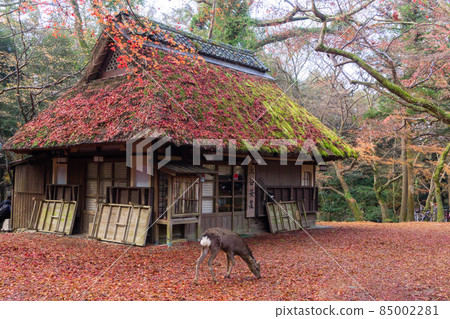 Mizuya Chaya in full bloom of autumn leaves in Nara Park Mizuya Chaya in full bloom of autumn leaves in Nara Park 85002281