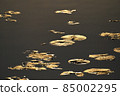 Shining leaves 85002295
