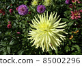 Yellow Dahlia 85002296