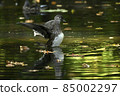 Flapping 85002297