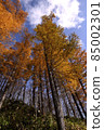 Calacine pine forest 85002301