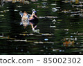 Mandarin duck and Ochiba 85002302