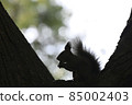 Ezoris silhouette 85002403