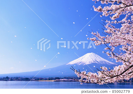 富士山和春季櫻花暴風雪 富士山和春季櫻花暴風雪 85002779
