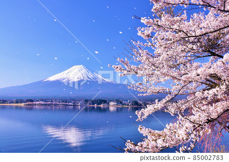 富士山和春季櫻花暴風雪 85002783
