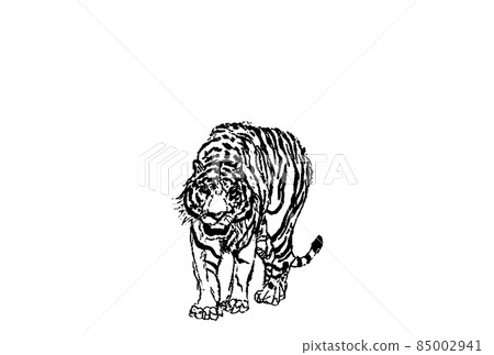 White tiger front vector monochrome large horizontal 85002941