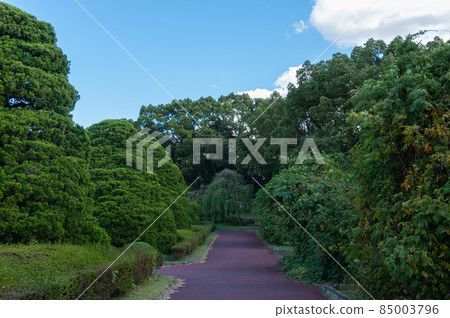 公園樹木和道路 85003796