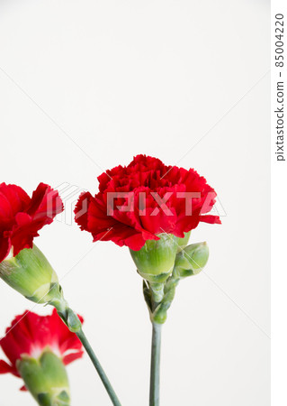 白色背景上的紅色康乃馨 白色背景上的紅色康乃馨 85004220