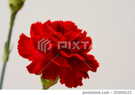 Red carnation on white background 85004221