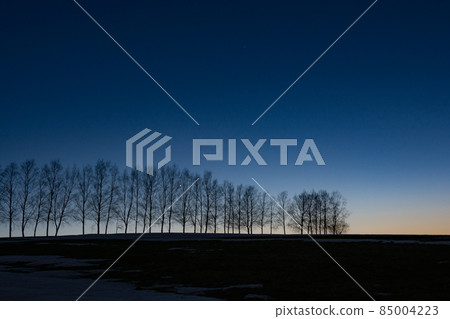 Spring evening sky and birch trees 85004223