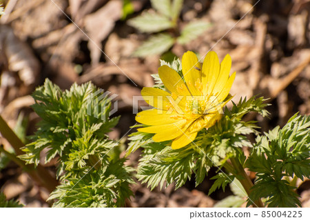 Wild Adonis ramosa in full bloom Wild Adonis ramosa in full bloom 85004225