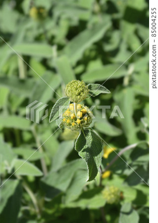 Jerusalem sage Jerusalem sage 85004255