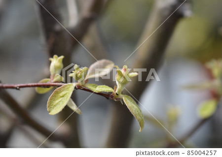 Quince Quince 85004257