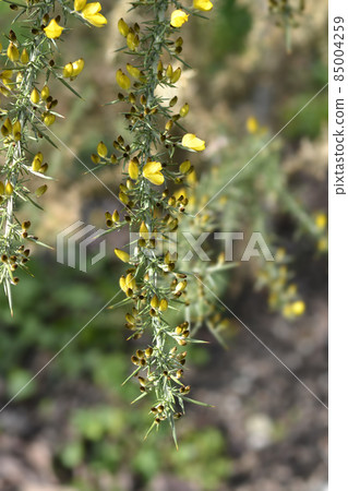 Common gorse Common gorse 85004259