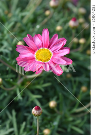 Pink Marguerite daisy 85004282