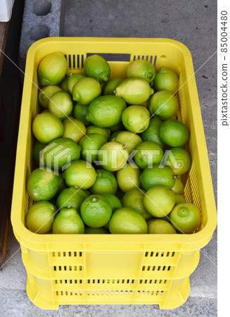 Harvested green lemons in a container Harvested green lemons in a container 85004480