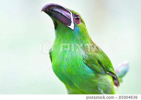 Toucan, a large bird with a beautiful emerald beak that lives in the Amazon forest of tropical America 85004636