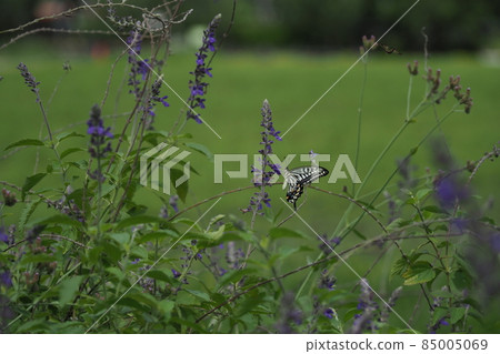 Swallowtail butterfly staying in a purple herb flower Swallowtail butterfly staying in a purple herb flower 85005069