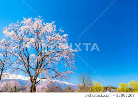 白馬村大出吊橋的春天[長野縣] 85005207