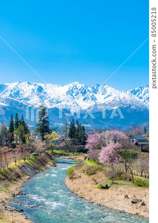 Spring in Hakuba Village Oide Suspension Bridge [Nagano Prefecture] 85005218