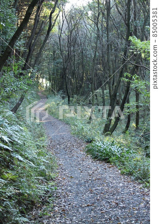 昏暗的山路 85005381