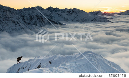 Tatra chamois walking on snowy mountains in epic scenery Tatra chamois walking on snowy mountains in epic scenery 85005456