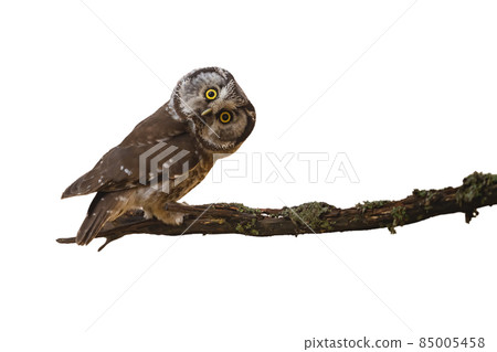 Alert boreal owl staring on branch isolated on white background 85005458