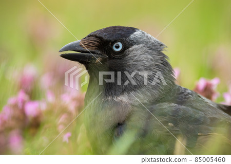 Detail of western jackdaw staring in blossom flowers Detail of western jackdaw staring in blossom flowers 85005460